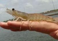 Vấn đề thường gặp khi nuôi tôm sú ở độ mặn thấp