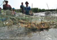 Tôm sinh thái: Lựa chọn đúng đắn