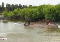 Phát huy thế mạnh tôm sinh thái hướng tới mục tiêu xuất khẩu 10 tỷ USD