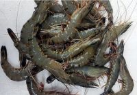 Tôm sú sinh thái được giá